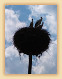 Stork nest