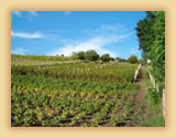 Murfatlar vineyard